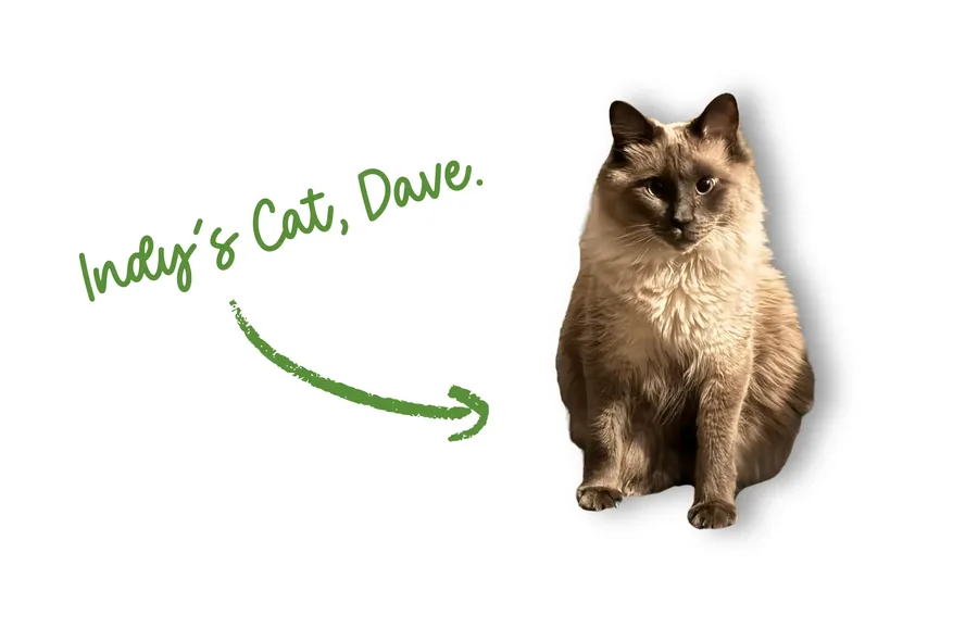 Indy’s cat, Dave, namesake of the platform’s working title